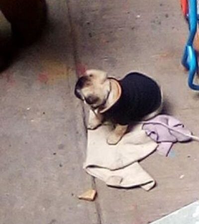 Ladrones roban perro Pug a pasajeros de autobús porque no llevaban dinero