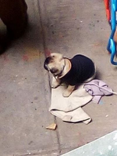 Ladrones roban perro Pug a pasajeros de autobús porque no llevaban dinero