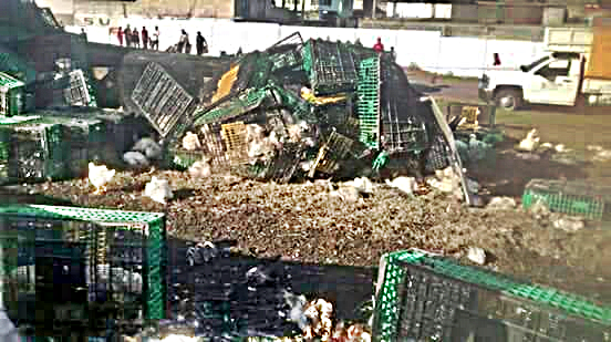 VIDEO: Cientos de pollos quedan regados tras volcadura de tráiler