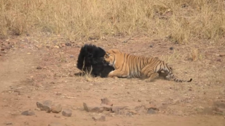 Osa lucha contra tigre para salvar a su cachorro (VIDEO)