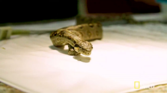 Criador descubre a serpiente con dos cabezas y dos corazones