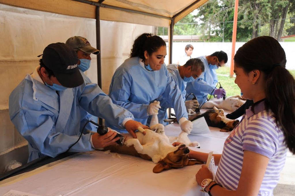 APLICARÁ EDOMÉX 2.6 MILLONES DE VACUNAS DURANTE SEMANA NACIONAL ANTIRRÁBICA CANINA Y FELINA