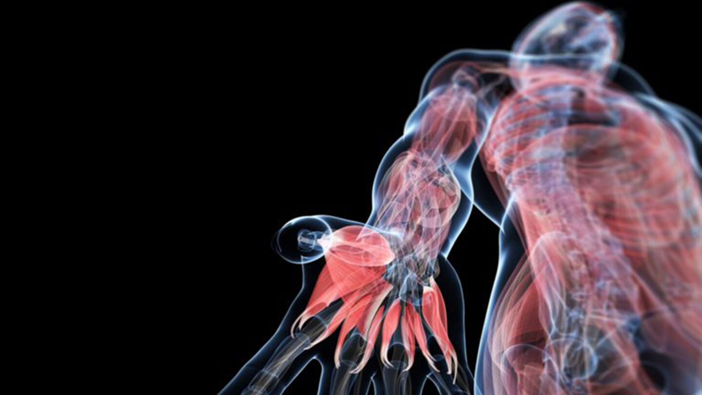Descubrieron una característica hasta ahora desconocida de la anatomía humana |