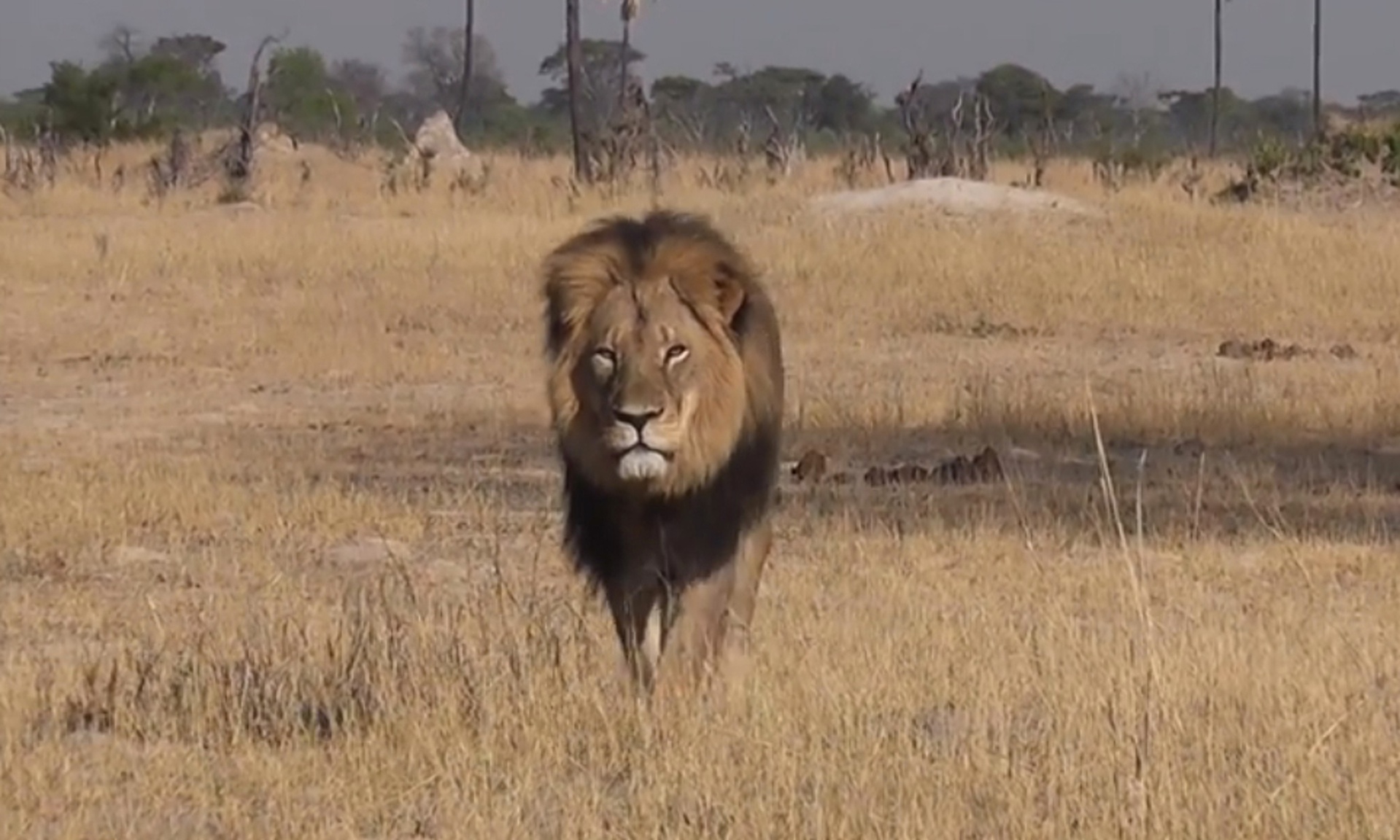 Un nuevo libro revela que el león Cecil agonizó durante al menos diez horas hasta morir