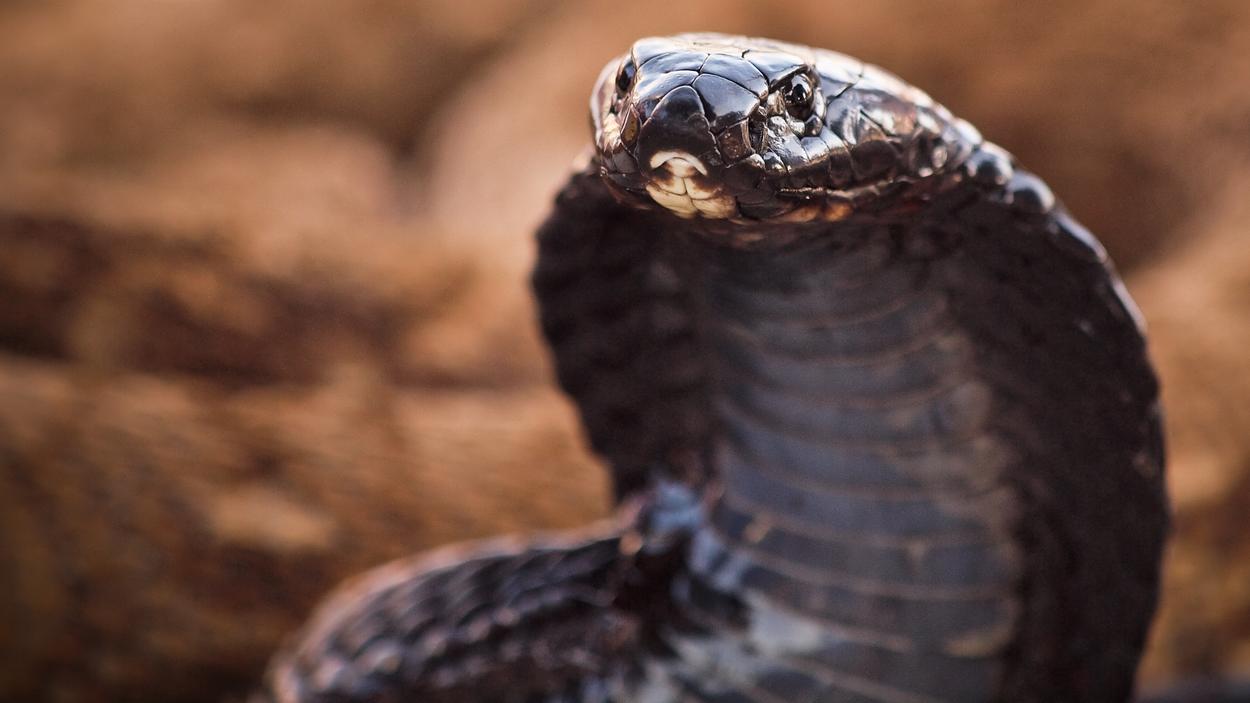 Conoce la mujer que sirve sangre de cobra en las calles de Yakarta