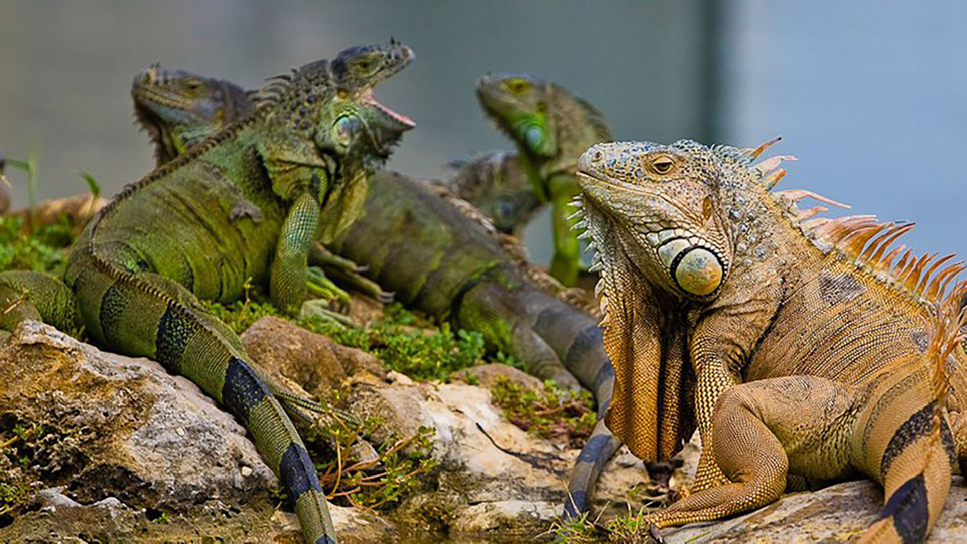 El brutal exterminio de iguanas con golpes en la cabeza que desató criticas en Florida