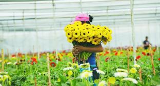 Producción floral marchita salud por uso de agroquímicos, en Toluca