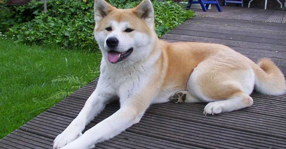 El akita, el perro japonés que conquista los corazones extranjeros