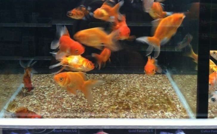 Mamá compra 2 peces dorados en una tienda. Años después, el papá ve el acuario y son monstruosos