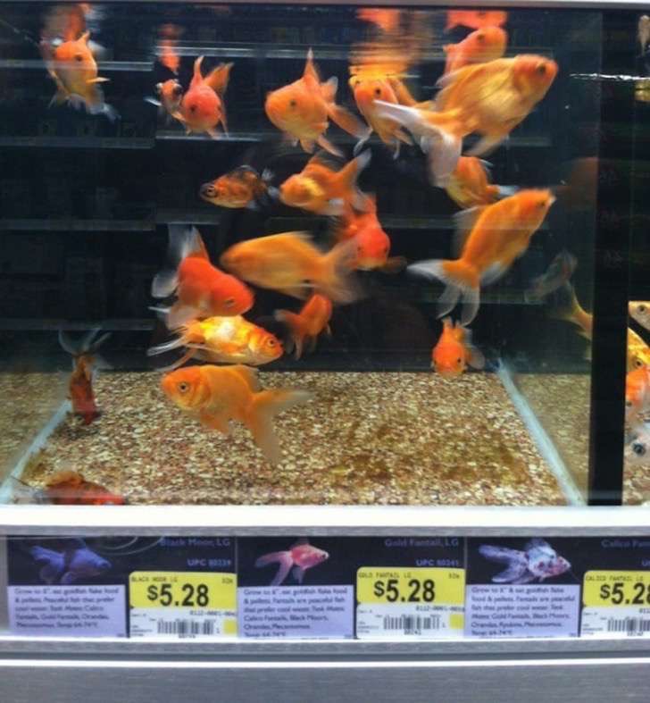 Mamá compra 2 peces dorados en una tienda. Años después, el papá ve el acuario y son monstruosos