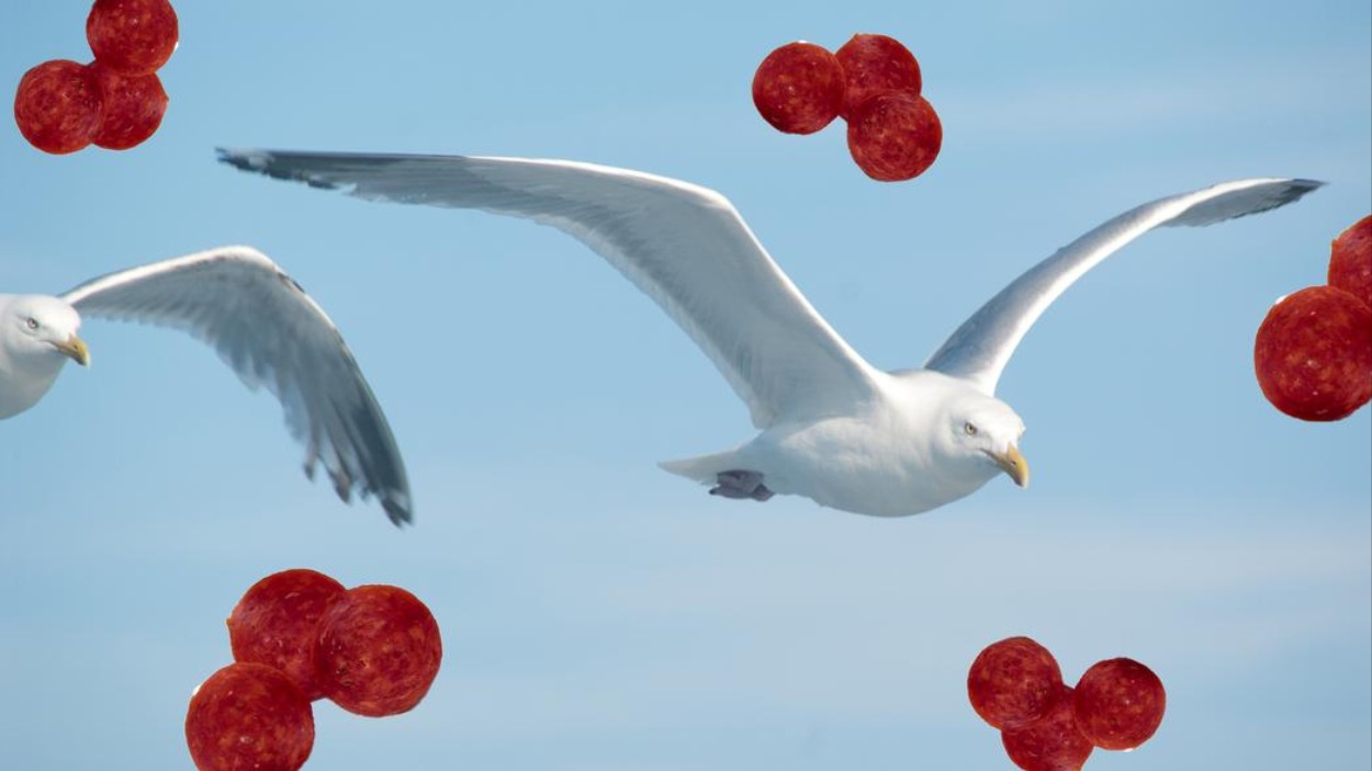 Estas gaviotas destrozaron un cuarto de hotel para comer pepperoni