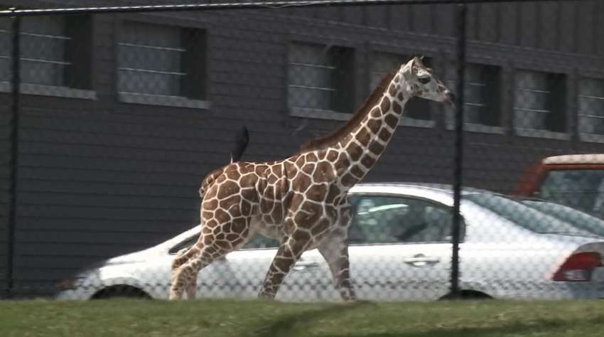 Jirafa bebé escapa de un zoológico