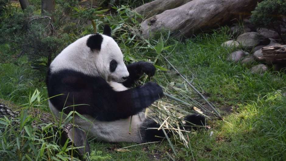 ¿Por qué México tiene los dos únicos pandas en el mundo que no pertenecen a China?