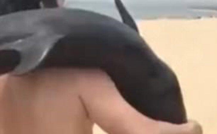 Encontró un delfín en la orilla y lo cargó hasta su auto. Aunque fuera ilegal, se lo llevó a su casa