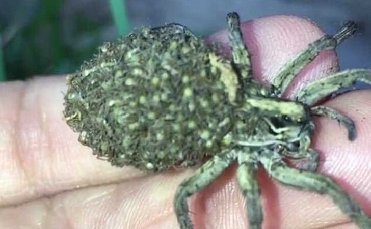Tomó una araña gigante y vio su espalda abultada. Al acercarse, cientos de patas empezaron a moverse