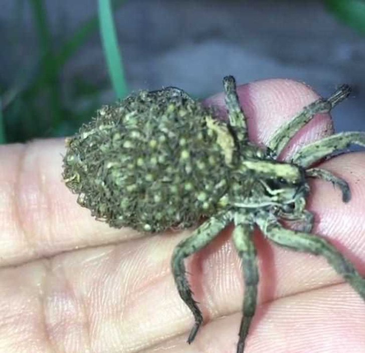 Tomó una araña gigante y vio su espalda abultada. Al acercarse, cientos de patas empezaron a moverse