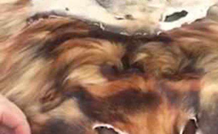 Roban y matan gatos y perros para quitarles su piel: Así funciona el mercado “legal” de China