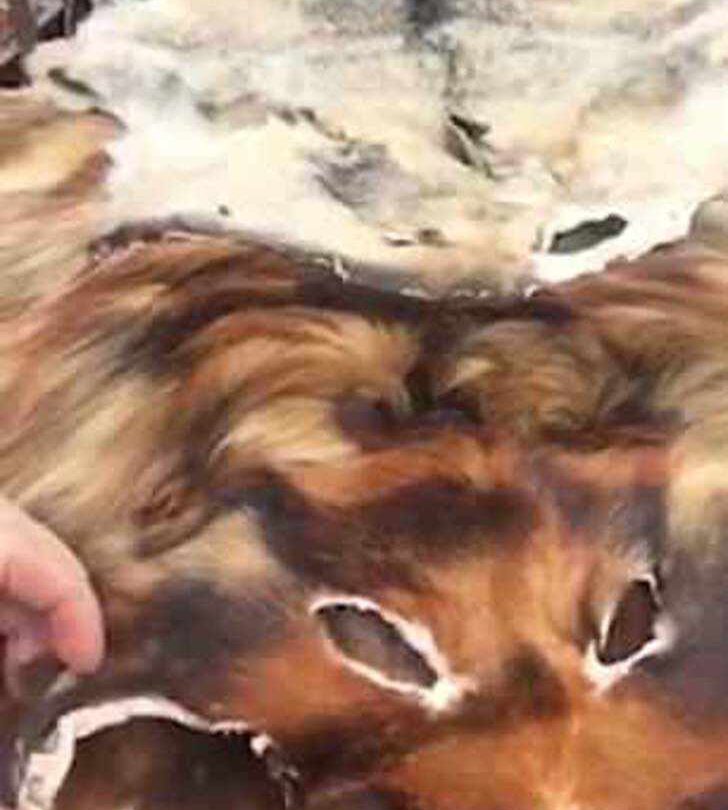 Roban y matan gatos y perros para quitarles su piel Así funciona el mercado legal de China |