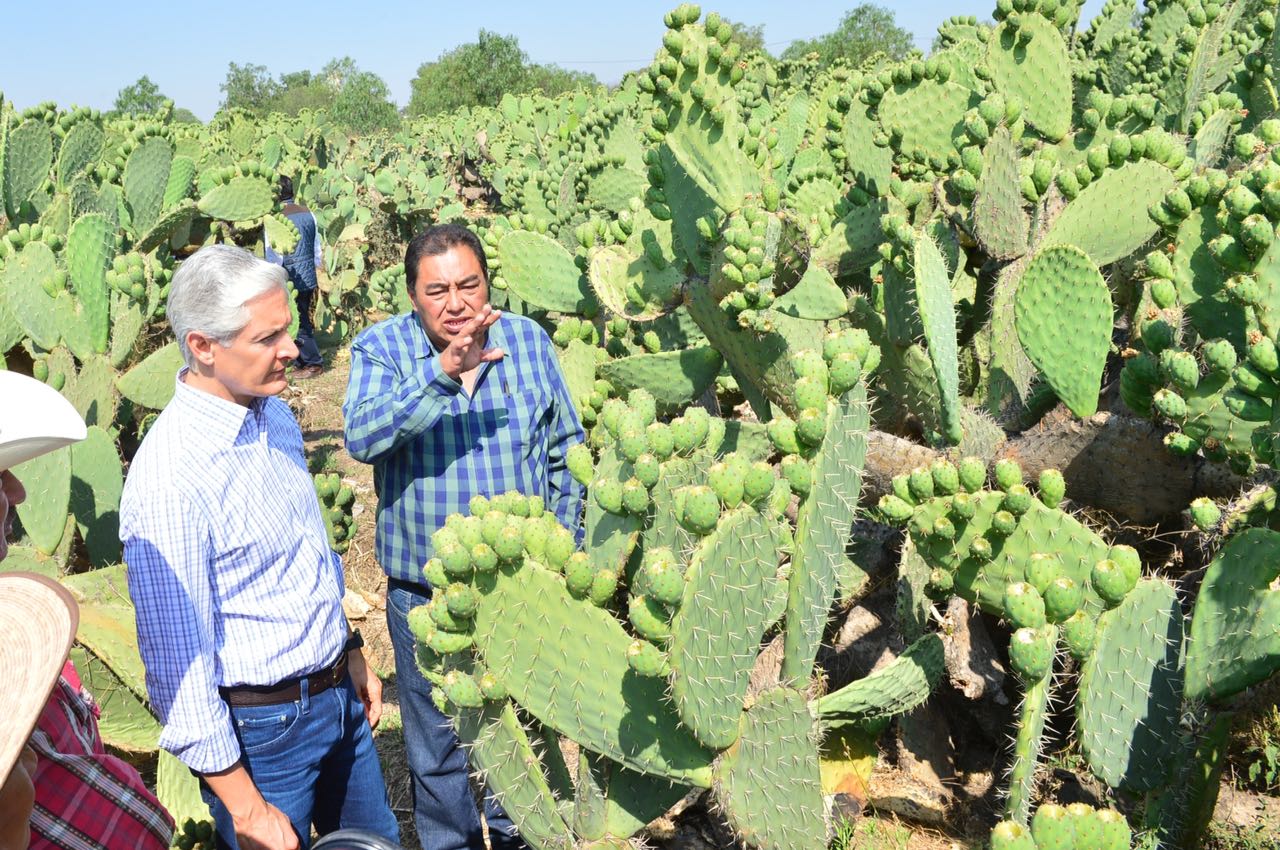 VISITA GOBERNADOR CENTRO DE ACOPIO PARA FORTALECER LA PRODUCCIÓN Y COMERCIALIZACIÓN DE NOPAL MEXIQUENSE