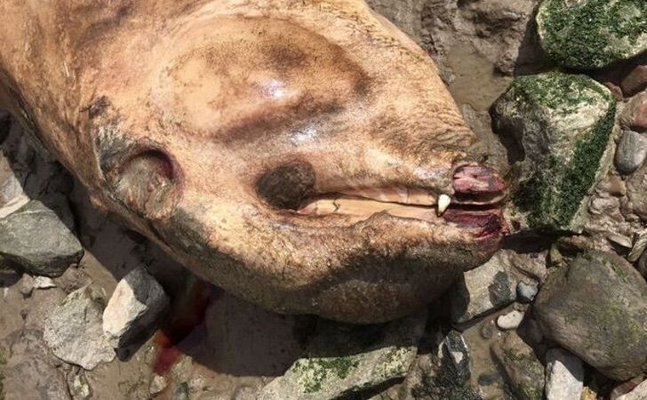 Vieron a un animal en aprietos en la orilla del río. Esta criatura “prehistórica” los esperaba allí