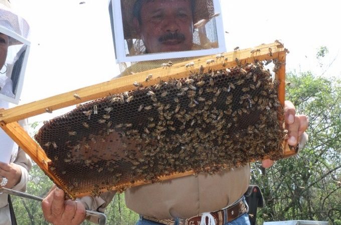 Produce apicultor mexiquense más de 6 mil abejas reina por año