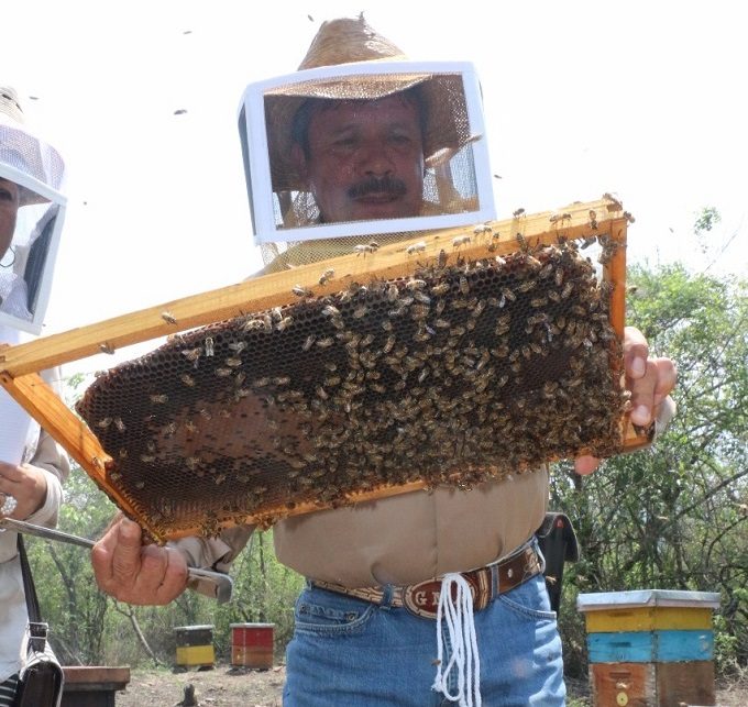 Produce apicultor mexiquense más de 6 mil abejas reina por año