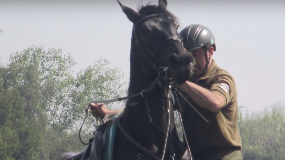 Sacan a director de escuela de Carabineros por supuesto contrabando de caballos