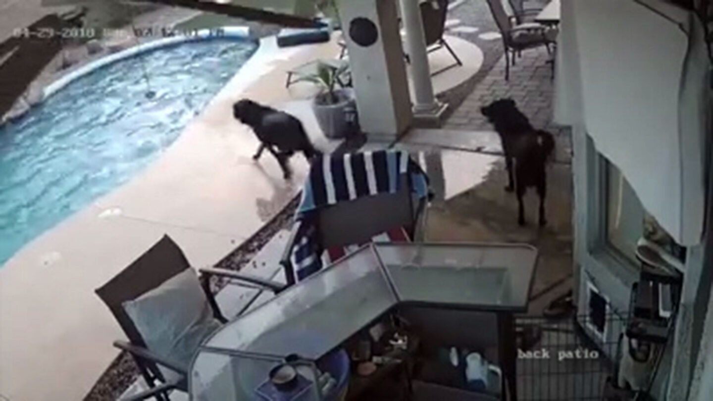 El video viral que muestra cómo un perro salva a su compañero de aventuras cuando estaba ahogándose |