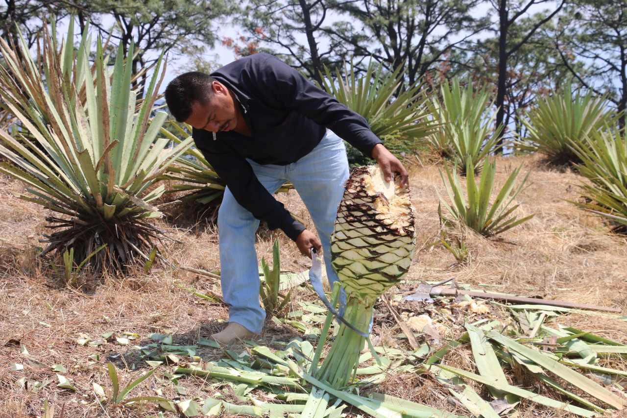 CUENTA EDOMÉX CON MÁS DE UNA CENTURIA DE TRADICIÓN MEZCALERA