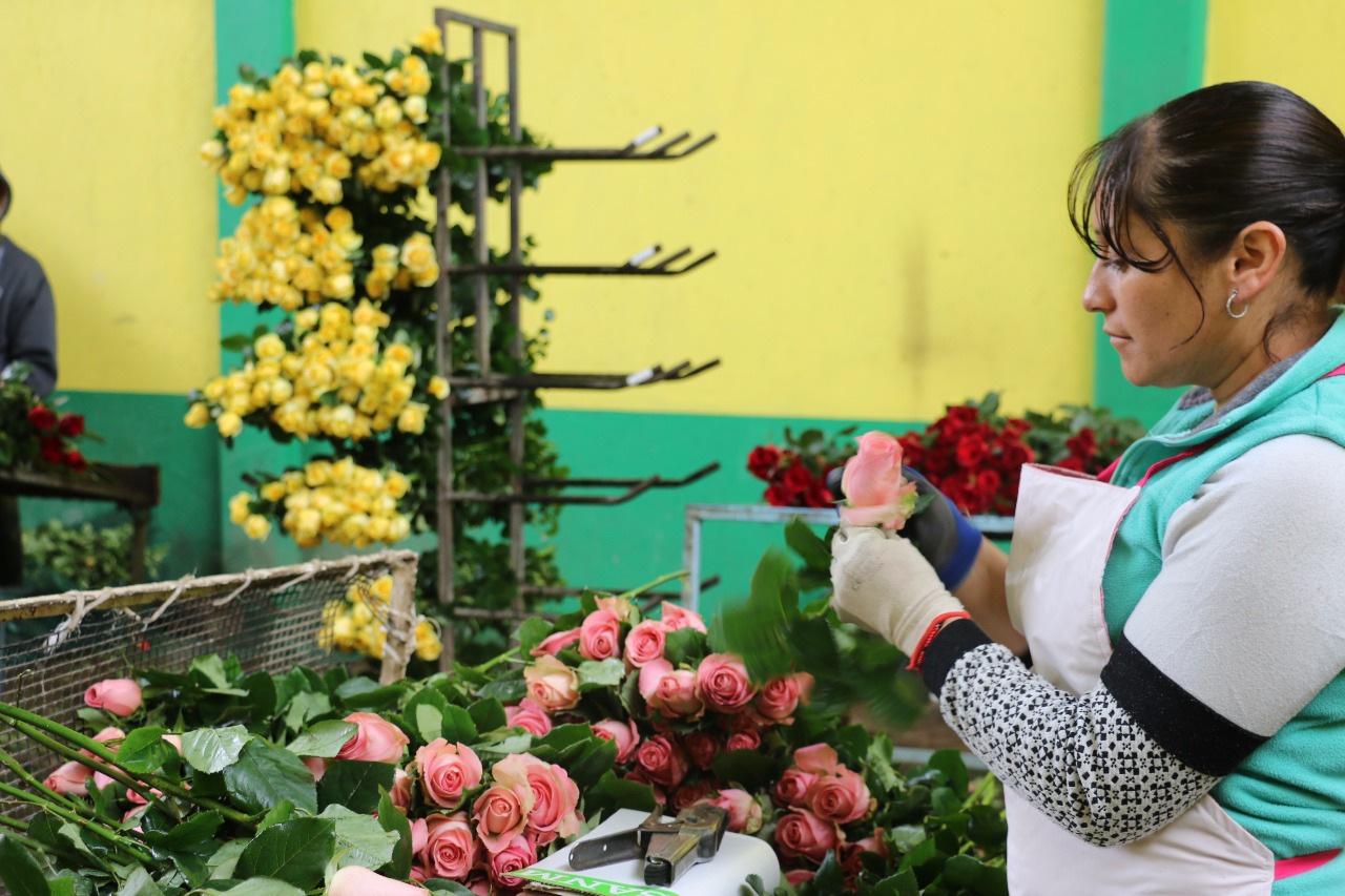 PRODUCE EDOMÉX MÁS DE 111 MILLONES DE TALLOS DE ROSA PARA DÍA DE LA MADRE