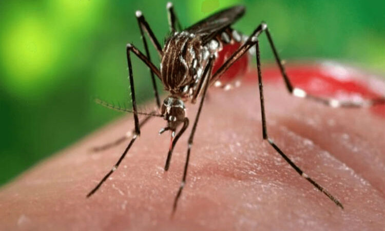 Paraguay declara alerta ante aumento de chikunguya en frontera con Brasil