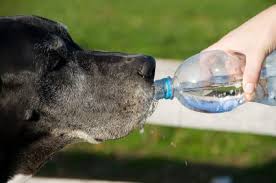 Las mascotas también pueden sufrir golpe de calor