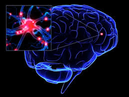 ¿Cómo se forman las decisiones en el cerebro?