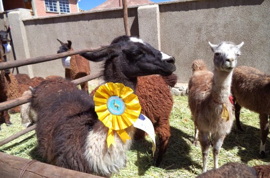 Continúa la IX Expo Feria Trinacional de Camélidos