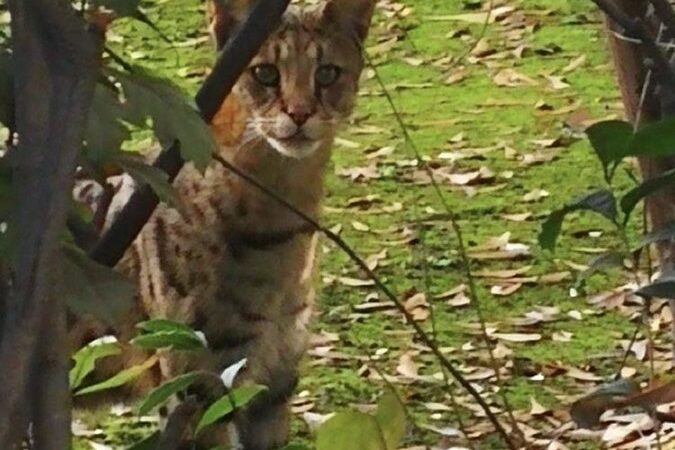 Gato africano suelto en Las Condes: Especialistas advierten irresponsabilidad del dueño y critican al SAG