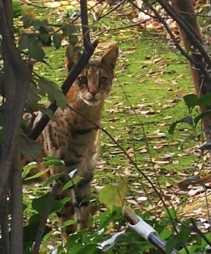 Gato africano suelto en Las Condes Especialistas advierten irresponsabilidad del dueño y critican al SAG |
