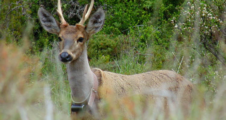 Enfermedad afecta peligrosamente huemules en Torres del Paine