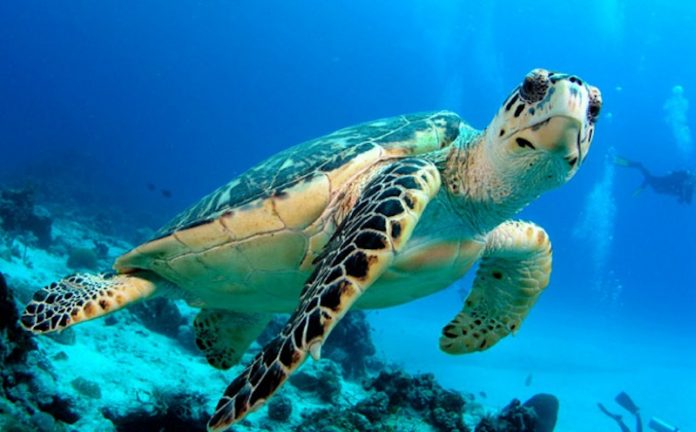 Semana Estatal de la Tortuga Marina en QRoo promueve cuidado de especies