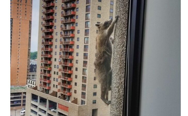 Durante días, un mapache escaló un rascacielos de más de 22 pisos. Su hazaña se transmitió en vivo