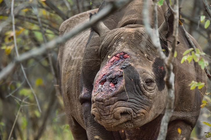 Cortarles los cuernos antes de que los cazadores los maten: La forma para salvar a los rinocerontes