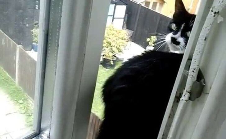 Estaba en el segundo piso de la casa y se paseaba por la ventana. De pronto, saltó hacia el vacío