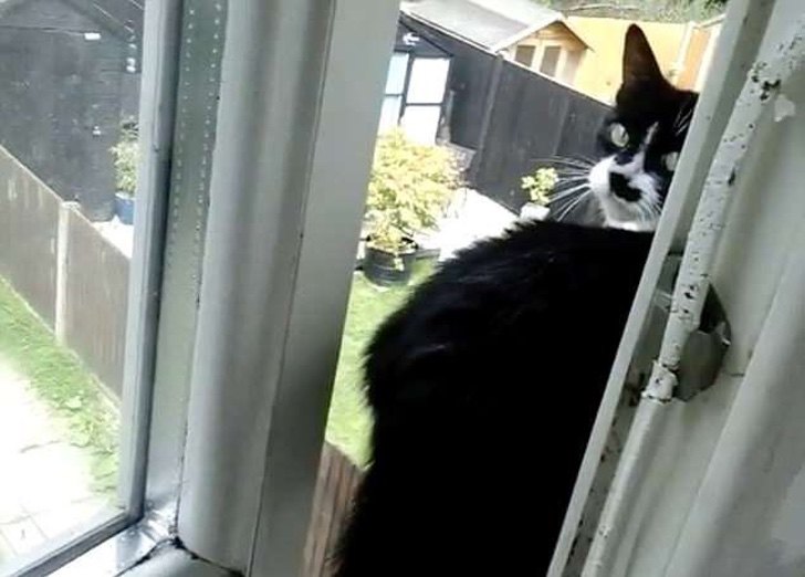 Estaba en el segundo piso de la casa y se paseaba por la ventana. De pronto, saltó hacia el vacío