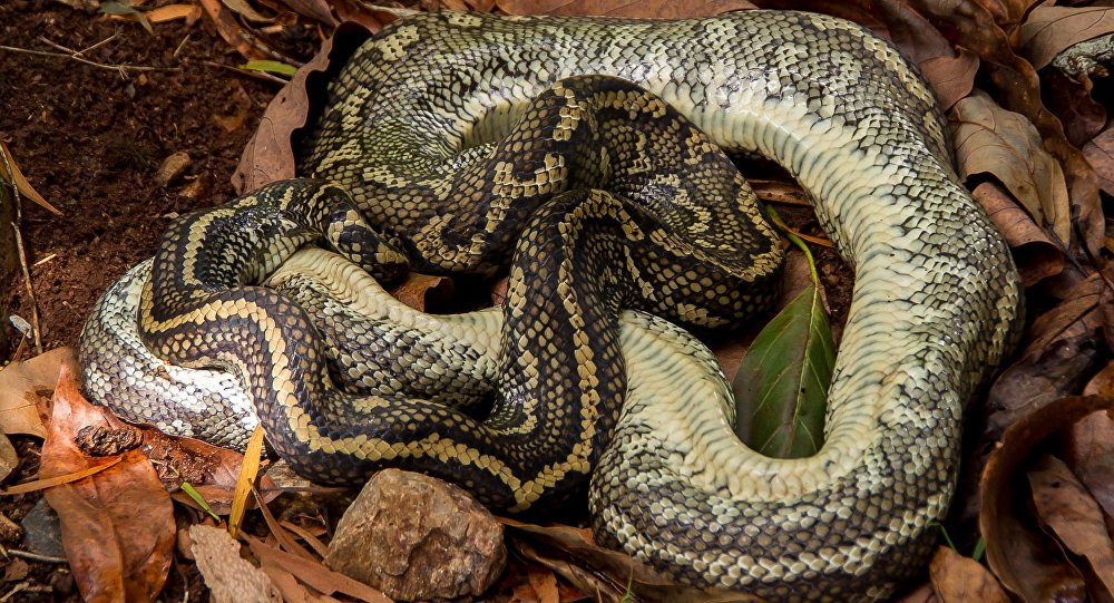 ¡Imágenes fuertes! Serpiente pitón devoró a una mujer en Indonesia