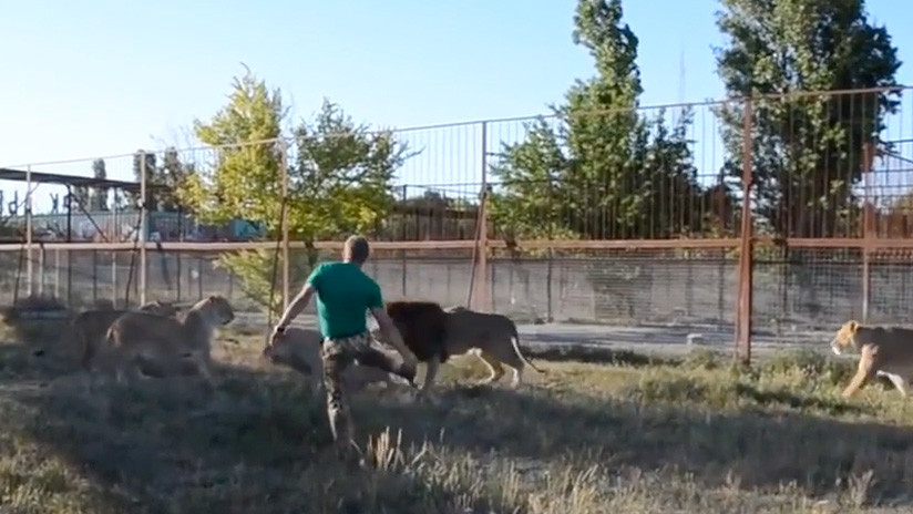 VIDEO | Cuidador de zoo ruso dispersa a un grupo de 7 leones ‘armado’ con una chancla