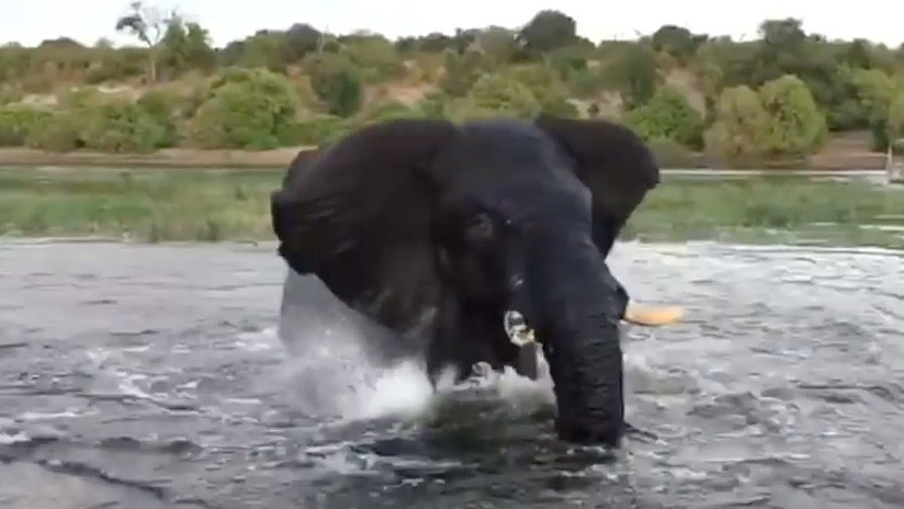 VIDEO | Un elefante encolerizado arremete contra un bote de turistas durante un safari