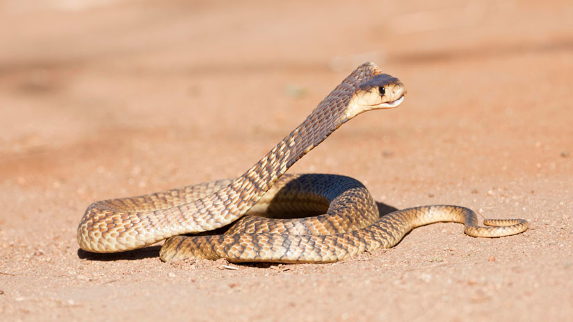 VIDEO | El combate a muerte de dos cobras escupidoras