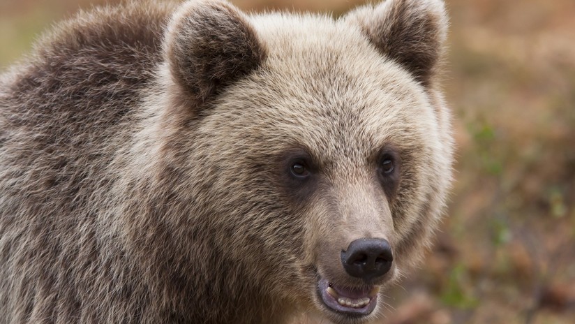 VIDEO | Un curioso oso ‘inspecciona’ un coche patrulla en Rusia