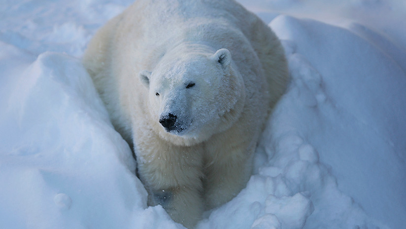 VIDEO | Un oso polar se atasca en la ventana de un almacén tras comer chocolate