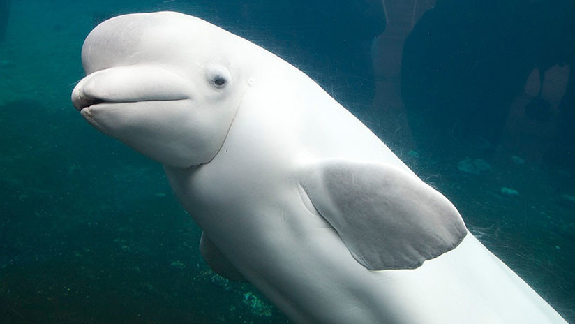 VIDEO | Le pinta los ‘labios’ a una beluga