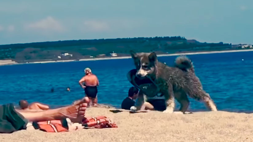 VIDEO | Un perrito ‘roba’ una chancla en una playa y su felicidad no tiene límite